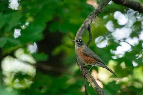 American Robin on Tree Branch Stock Photos