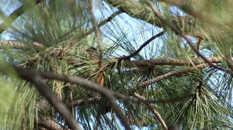 American Robin in a Tree Video stock 62286775
