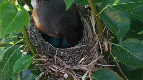 American Robin in Tree Nest Caring for Its Eggs Stock Footage 201264953