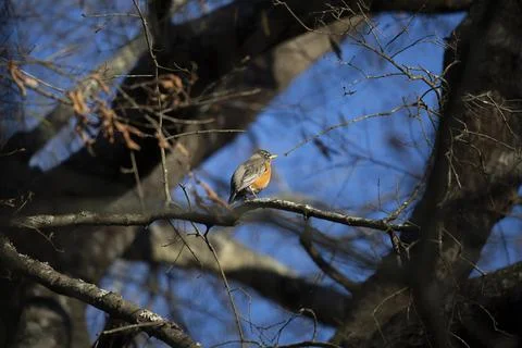 American Robin on a Tree Stock Photos