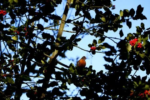American Robin in a tree  Stock Photos