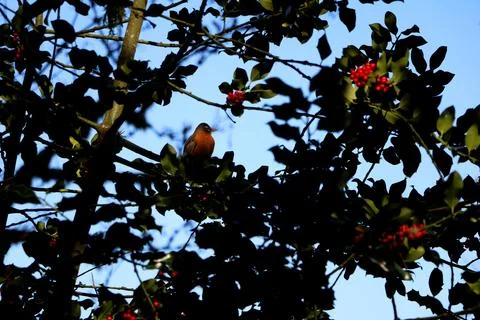 American Robin in a tree  Stock Photos
