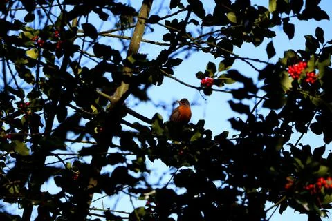 American Robin in a tree  Stock Photos