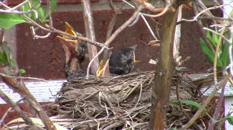 American robin (Turdus migratorius) chicks Stock Footage 49935079