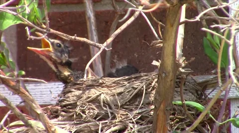 American robin (Turdus migratorius) Chicks grooming Stock Footage 49935311