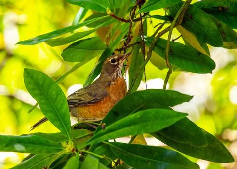 American Robin (Turdus migratorius) - Familiar Songbird with Bright Red Breas Stock Photos