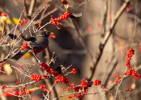 American Robin (Turdus migratorius) - Familiar Songbird with Bright Red Breas Stock Photos