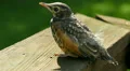 American Robin (Turdus migratorius) Fledgling 2 HD Footage