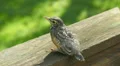 American Robin (Turdus migratorius) Fledgling 1 HD Footage