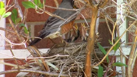 American robin (Turdus migratorius) Stock Footage 49935125