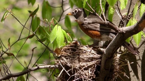 American Robin (Turdus migratorius) nest, parents feeding babies, Spring, E USA Stock Footage