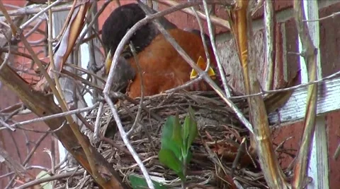 American robin (Turdus migratorius) nesting Stock Footage 49801701