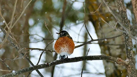 American robin, Turdus migratorius, perched on branch in snowfall Vidéo 88451969