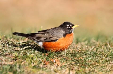 American robin (turdus migratorius) Stock Photos