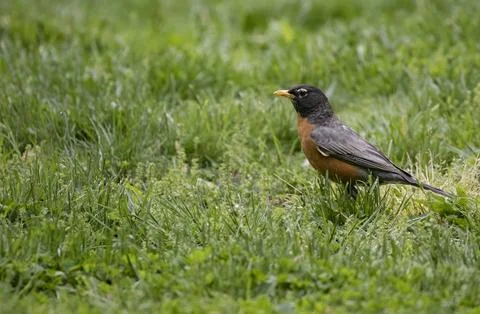 The American Robin (Turdus migratorius). Stock Photos