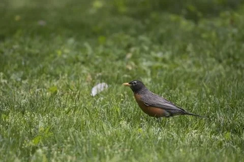 The American Robin (Turdus migratorius). Stock Photos