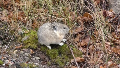 American Rocky Mountain Pika Foraging at Yellowstone National Park Stock Footage