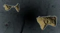 American Samoa Manua - hub of the world. Administrative 4k or 4k+ Resolution