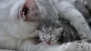 American Shorthair Cat Hugging Her Newborn Kitten With Love Stock Footage