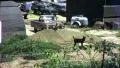American Soldier Vietnam War 1968 (Vintage GI Home Movie Film) 6508 HD Footage