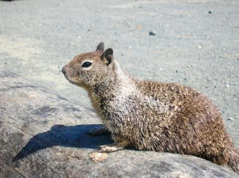American squirrel Stock Photos