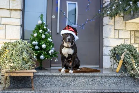 American stafford dog christmas Stock Photos