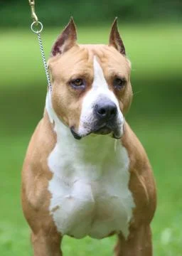 American Staffordshire Terrier Stock Photos