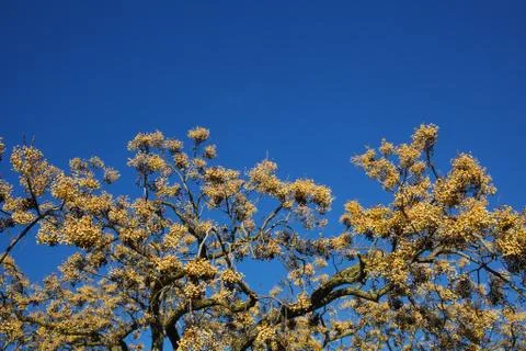 American sycamore tree Stock Photos