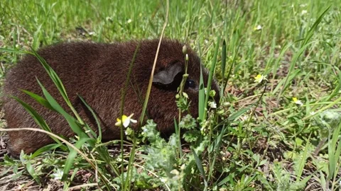 American Teddy's guinea pig eats grass Stock Footage 153093556