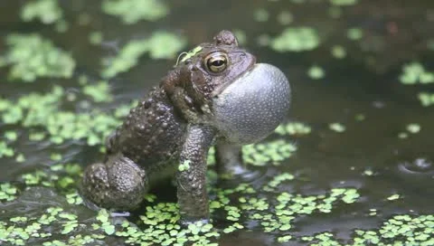American Toad (Bufo americanus) Mating Call Stock Footage 11021828