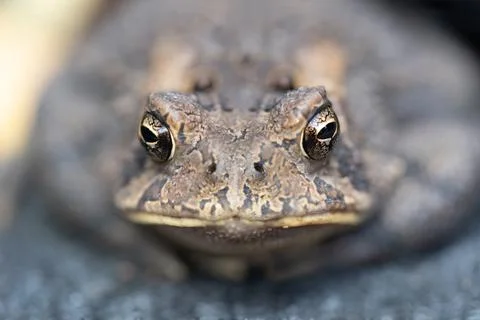 American toad with bumpy skin. Stock Photos
