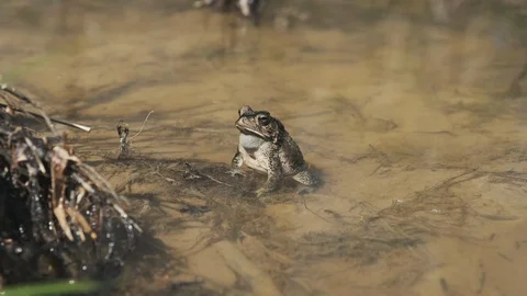 American Toad Calling 1 Stock Footage 126514119
