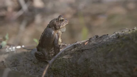 American Toad Calling 2 Video stock 126532877