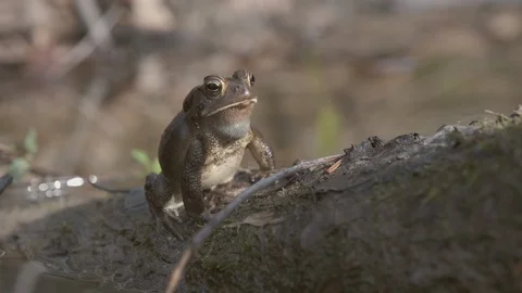 American Toad Calling 3 Stock Footage 126533989