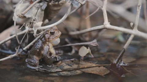 American Toad Calling 4 Stock Footage 126540314