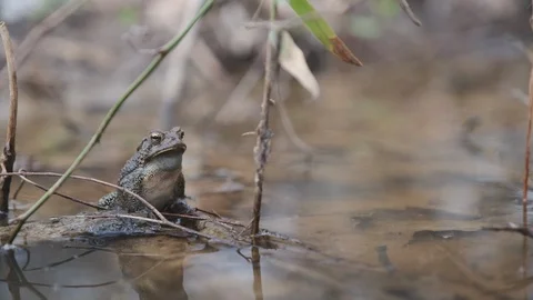 American Toad Calling 5 Stock Footage 126535332