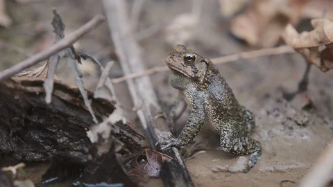 American Toad Calling 6 Stock Footage 126536669