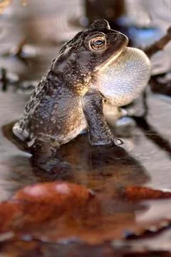 American toad chirping 스톡 사진