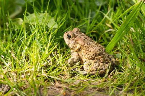 American Toad in grass Stock Photos