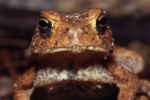 American toad looking into camera 스톡 사진