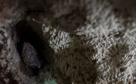 American Toad Stock Photos