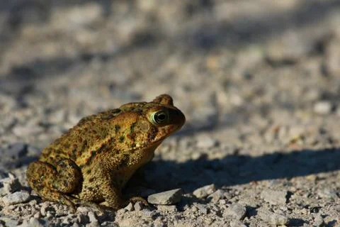 American Toad Stock Photos