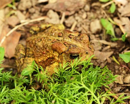 An American Toad Foto stock