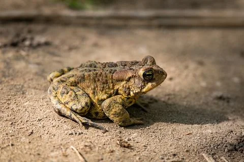 American Toad Stock Photos