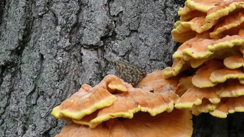American Toad resting on mushroom and tree trunk, E USA Stock Footage 333130967