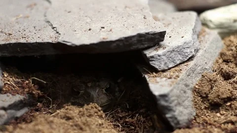 American Toad in rock cave enclosure in captivity in pet store Stock Footage 76104075
