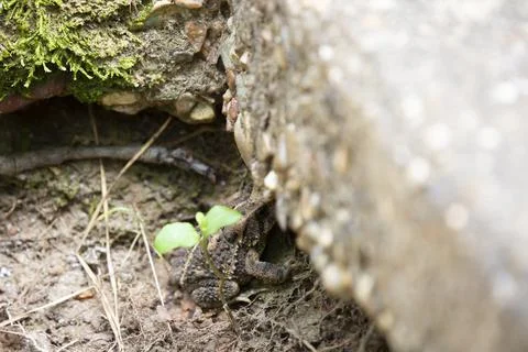 American Toad in the Shade Stock Photos