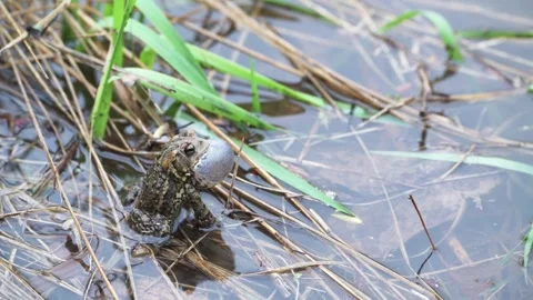 An American toad singing his mating call. Stock Footage 339372999