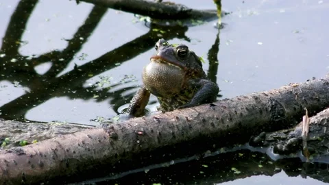 American toad singing, trilling, Spring, E USA Stock Footage 152347271