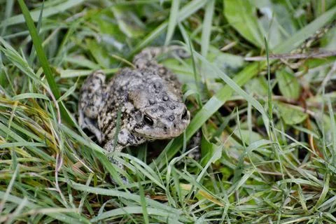 American toad sitting on grass Stock Photos
